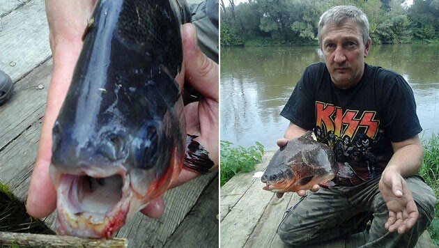 Manfred Biss und der Piranha (Bild: Werner Rebensteiner)