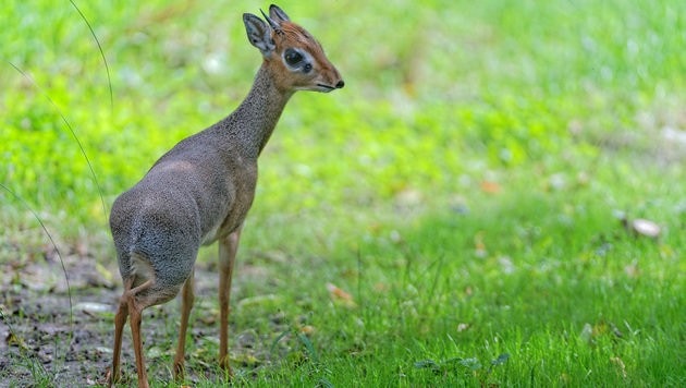 Kirk-Dikdiks sind nicht viel größer als Feldhasen. (Bild: Tiergarten Schönbrunn/Norbert Potensky)