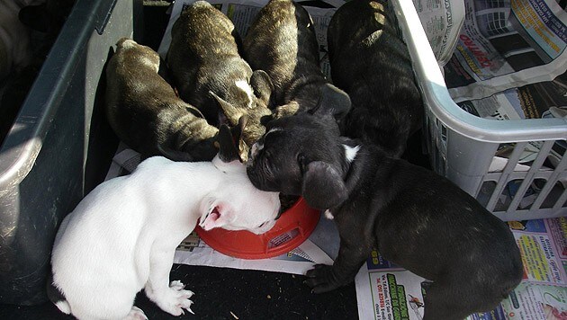 Acht junge französische Bulldoggen wurden im Heck des Kombis entdeckt. (Bild: Polizei)