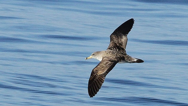 Auch Wasservögel sind auf offener See unterwegs. (Bild: Tethys/S. Airoldi)