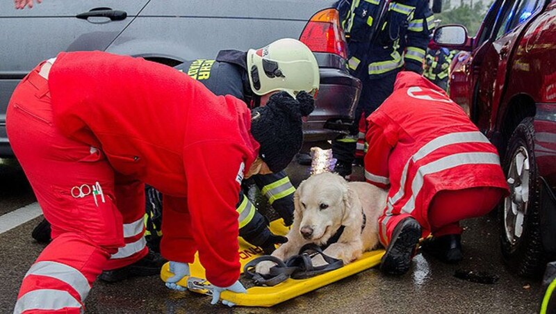 (Bild: Freiwillige Feuerwehr Baden-Stadt)