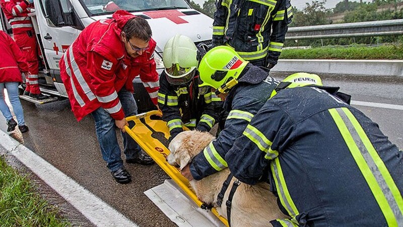 (Bild: Freiwillige Feuerwehr Baden-Stadt)