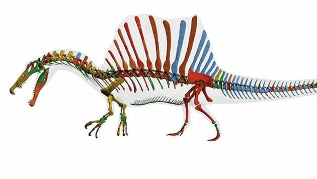 Digitale Skelettrekonstruktion des Spinosaurus aegyptiacus (Bild: T. Keillor/L. Conroy/E. Fitzgerald/Ibrahim et al./Science/AAAS)