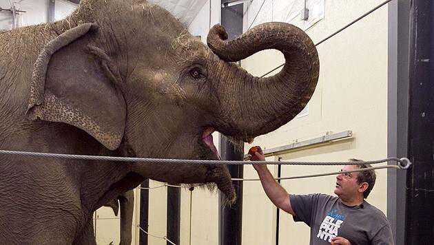 Jim Laurita mit einem seiner Elefanten (Bild: AP)