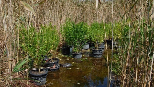 Die Cannabis-Pflanzen gediehen gut versteckt im hohen Schilf des Neusiedler Sees. (Bild: Police.hu)