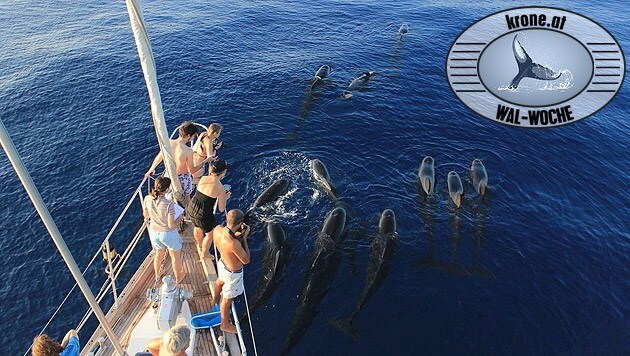 Tierfreunde gemeinsam mit dem Tethys-Institut auf der Spur der Wale und Delfine. (Bild: A. Costanzo, Tethys)