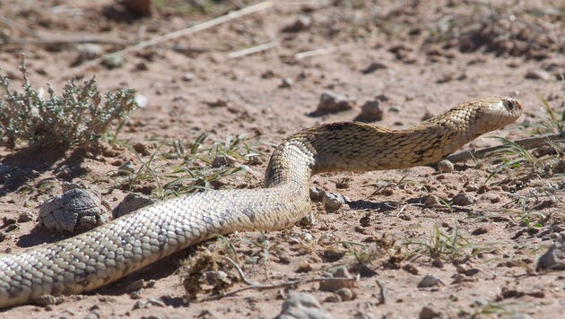Die Kap-Kobra lebt vor allem in Südafrika und gilt als die giftigste Kobra Afrikas. (Bild: http://commons.wikimedia.org/Mister-E)