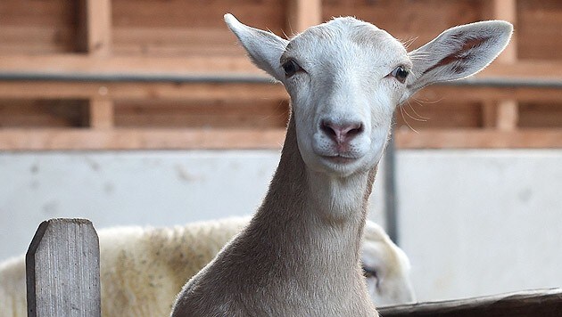 Die sechs Monate alte Schiege, ein Mischwesen aus Schaf und Ziege (Bild: APA/dpa)