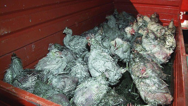 Die überlebenden Hühner waren zum Teil in einem erbarmungswürdigen Zustand. (Bild: APA/FILMTEAM AUSTRIA/ROLAND THEN)