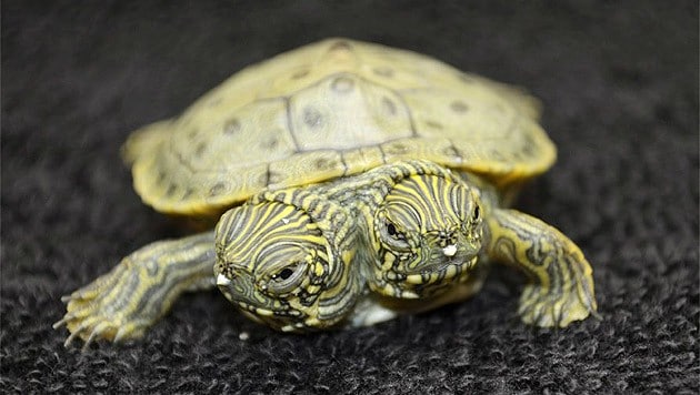 Schildkröten mit zwei Köpfen gibt es öfter – wie diese aus einem Zoo in Texas. (Bild: AP)