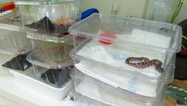 24 Schlangen und 16 Geckos hatte der Verdächtige in seiner Wohnung gehortet. (Bild: Büro Umweltstadtrat)