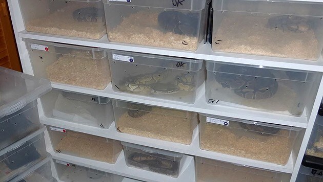 In engen Plastikboxen fristeten die Reptilien ihr Dasein. (Bild: Büro Umweltstadtrat)