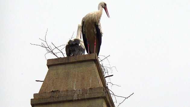 Die Storcheneltern nisten dank engagierter Bürger wieder am Pfarrhof-Dach. (Bild: zVg)