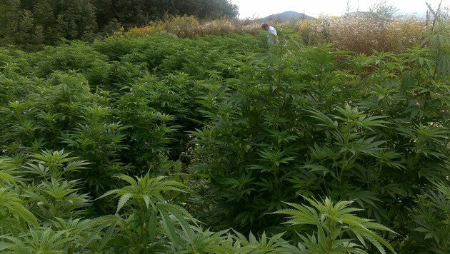 Zwei Cannabis-Plantagen wie diese sollen die Verdächtigen betrieben haben. (Bild: Polizei)
