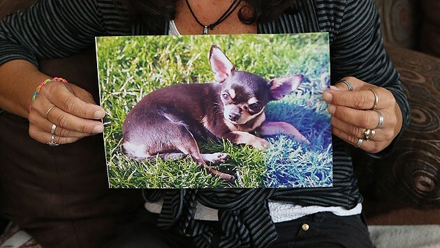 Wo ist Chihuahua-Hündin "Zoey"? (Bild: Peter Tomschi)