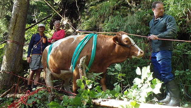 "Bella" mit den Tragegurten: Die Kuh schwebte zehn Meter an dem Seil über einen Graben. (Bild: Bergrettung Kaprun)