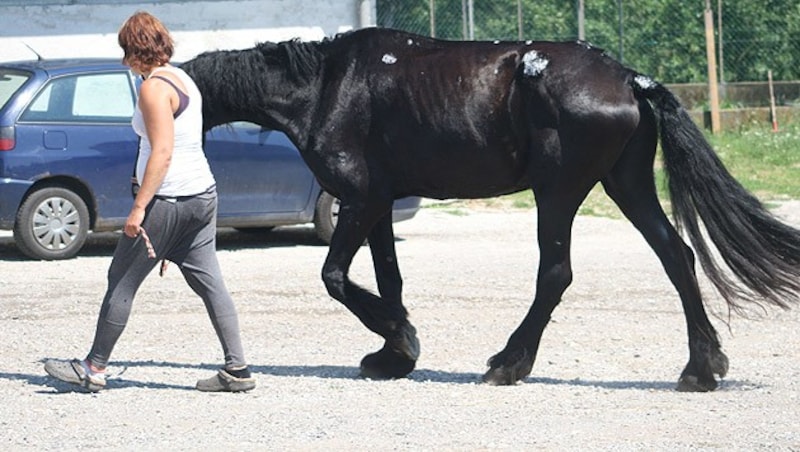 Völlig abgemagert und mit wunden Stellen übersät holte Julia Langer "Fidelia" ab. (Bild: Julia Langer)