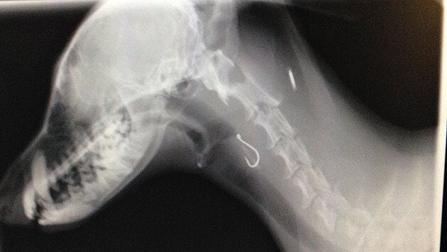 Der Angelhaken steckte tief im Hals des Dackels, wie das Röntgenbild zeigt. (Bild: kba)