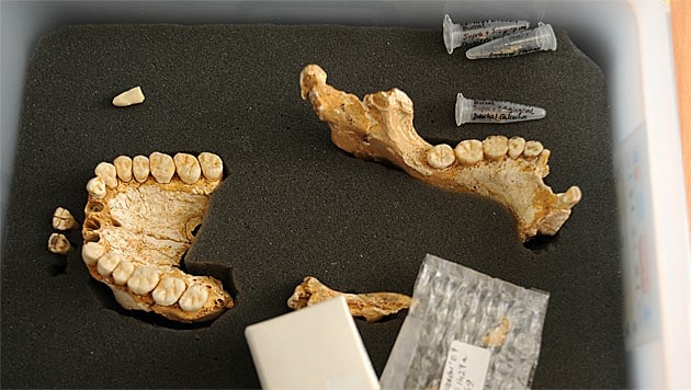 Kieferfragmente und Zähne aus der Steinzeit (Bild: CSIC Comunicación)