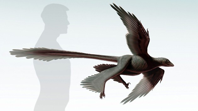 Der Changyuraptor yangi könnte die Theorie über die Evolution der Vögel voranbringen. (Bild: AFP)