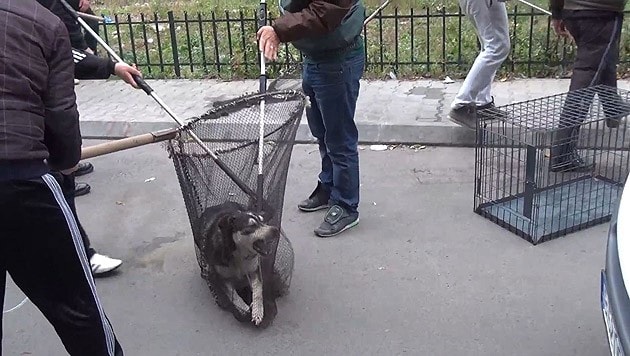 Hundefänger in Bukarest bei ihrer grausamen Arbeit. (Bild: Vier Pfoten)