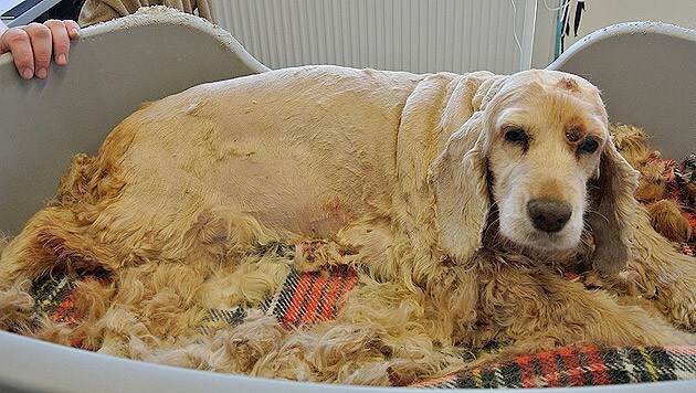 Elisa ließ sich geduldig helfen und sucht jetzt einen Gnadenplatz. (Bild: Tierheim Dechanthof)