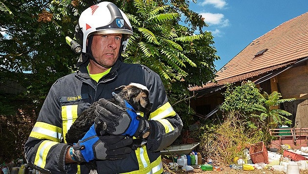 Dieses Lamm retteten Feuerwehrleute von einem verwahrlosten Areal in Wiener Neudorf. (Bild: Pressestelle BFK Mödling)