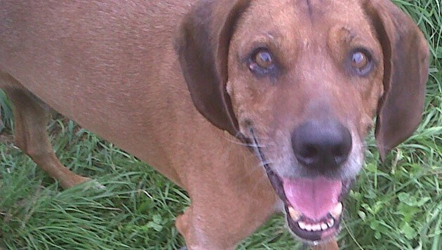 "Wiski" wurde von anderen Hunden im Tierheim "Arche Noah" totgebissen. (Bild: privat)