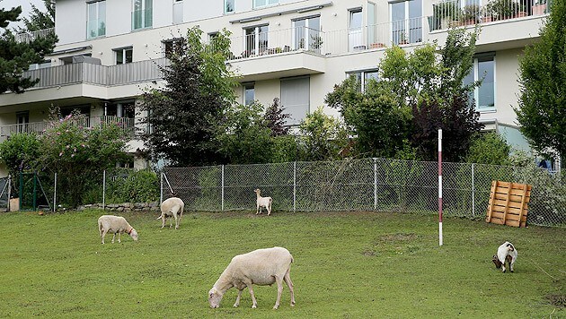 13 Ziegen und Schafe müssen ihre Weide, einen Privatgrund in Döbling, räumen. (Bild: Peter Tomschi)