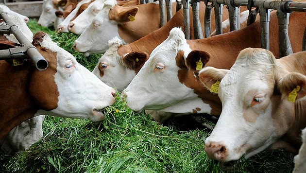 Nach den Plänen sollen Zehntausende Kühe jährlich „aus dem Markt“ genommen werden. (Bild: APA/Barbara Gindl)