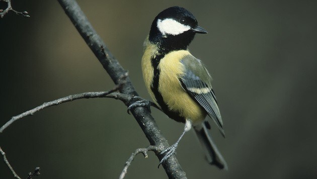 A great tit (Bild: APA/PETER BUCHNER)