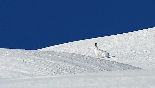 Zum Schutz lässt sich der Schneehase in seiner Sasse bis zu 60 Zentimeter einschneien (Bild: APA)