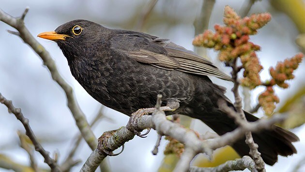 Die Stunde Der Wintervogel Schlagt Wieder Krone At