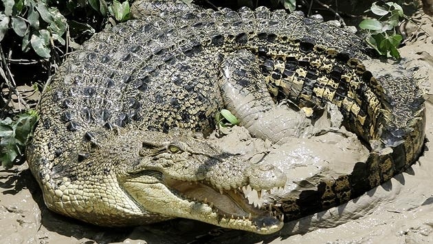 Ein Salzwasserkrokodil in Australien (Bild: AP)