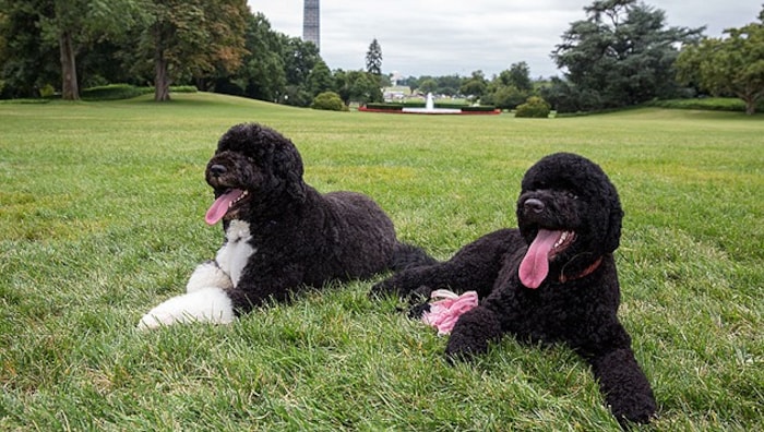 Obama Hunde „Bo“ und „Sunny“