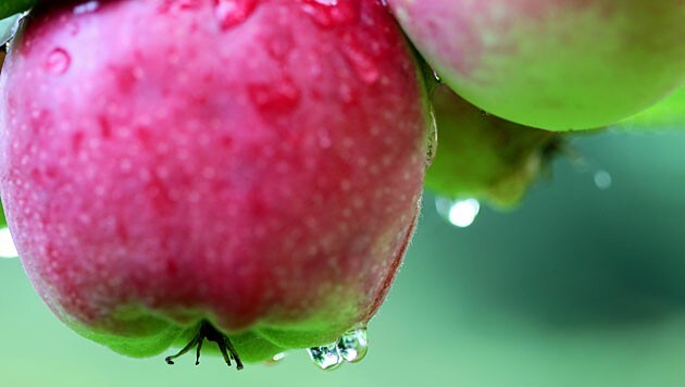 2600 Tonnen Äpfel wurden in Tirol geerntet (Symbolbild) (Bild: APA/dpa/Roland Weihrauch)