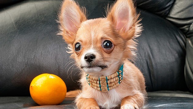 Ein Chihuahua starb im Rosental an einem Giftköder (Bild: thinkstockphotos.de (Symbolbild))