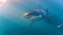 Weißer Hai (Symbolbild) (Bild: APA/Helmut Fohringer)