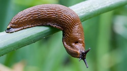 Sie sind gekommen, um zu bleiben: Spanische Wegschnecken.  (Bild: dpa-Zentralbild/Patrick Pleul)