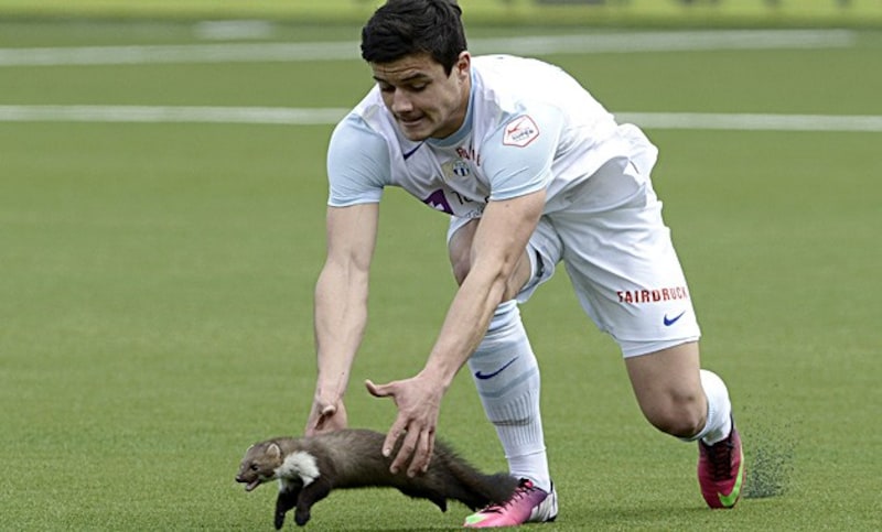 Loris Benito caught the marten, which freed itself with a bite to the finger. (Bild: AP)