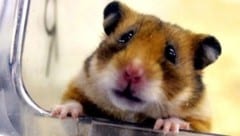 In einem Flugzeug in Portugal entkamen Hamster aus ihren Transportboxen. Der Airbus blieb daraufhin tagelang am Boden (Symbolbild). (Bild: EPA (Symbolbild))