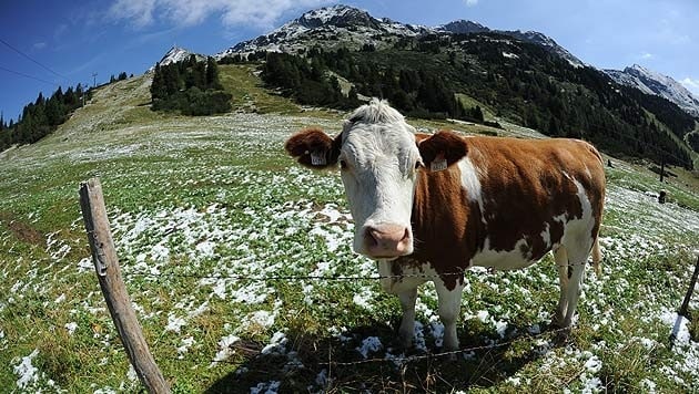 Wenn Kühe lesen könnten, würden sie sich über das neue Kärntner Urteil freuen – denn die Justiz scheint ihre Meinung über Weidevieh zu ändern.  (Bild: APA/Barbara Gindl)