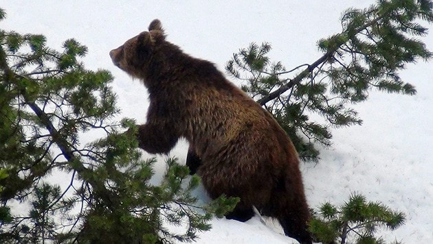 Bären halten Winterruhe. Dafür suchen sie sich Orte, an die Menschen kaum vordringen. (Bild: EPA)