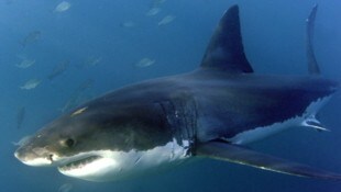 Seit dem Jahr 1791 gab es in den Gewässern rund um Australien mehr als 1280 Vorfälle zwischen ...