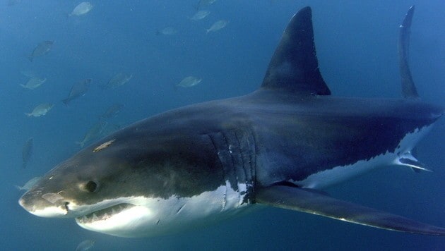 Seit dem Jahr 1791 gab es in den Gewässern rund um Australien mehr als 1280 Vorfälle zwischen ...