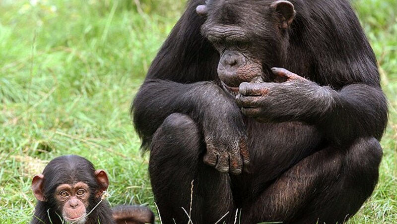 Das Erbgut von Menschen und von Schimpansen ist zu 99 Prozent identisch. (Bild: dpa/Holger Hollemann)