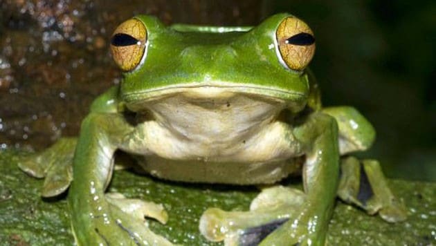 Frosch in Spinatpackung gefunden (Bild: Australian Museum/Jodi Rowley)