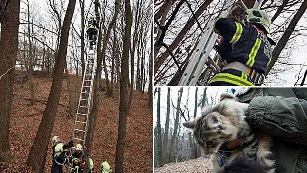 Tierischer Einsatz - Feuerwehr Rettet Katze Von Baum In Neun Metern ...