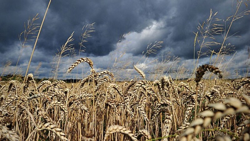 Die Vorzeichen für die künftige Lebensmittelproduktion sind zunehmend düster. (Bild: EPA)