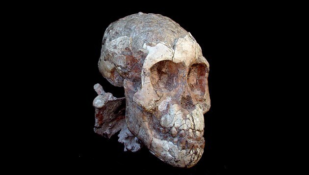 Die fossilen Überreste des Kopfes von „Lucy“ (Bild: EPA)